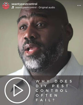 why does diy pest control often fail sean-ty teaches